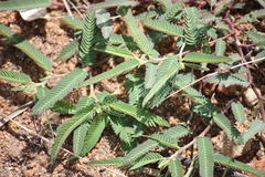 Cassia pumila